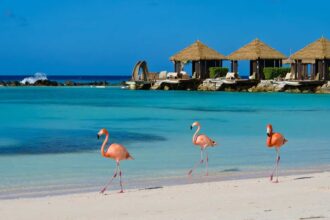Pink Flamingos On A Beach In Aruba, Dutch Caribbean