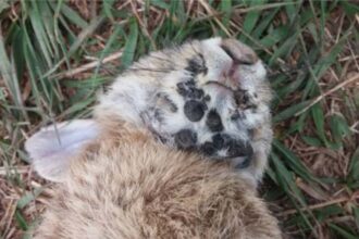 Colorado rabbits found with tentacles in Fort Collins
