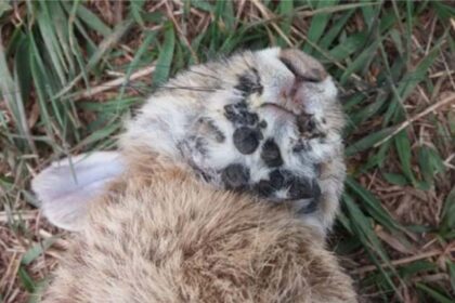 Colorado rabbits found with tentacles in Fort Collins
