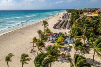 Palm trees lining Playa del Carmen beach