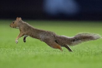 Fans Go Nuts Over Squirrel At Yankee Stadium