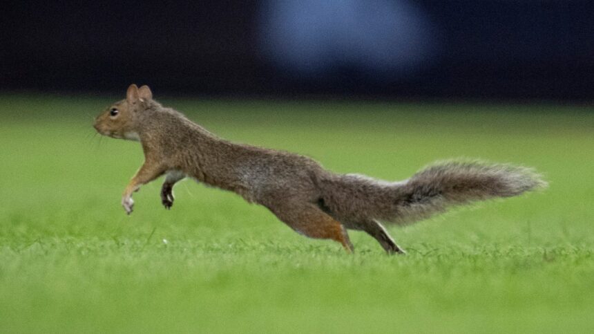 Fans Go Nuts Over Squirrel At Yankee Stadium