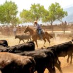 Gifford Fire threatens 800+ structures, leaves 3 injured in California