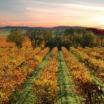 Vineyard in Sonoma, CA in fall