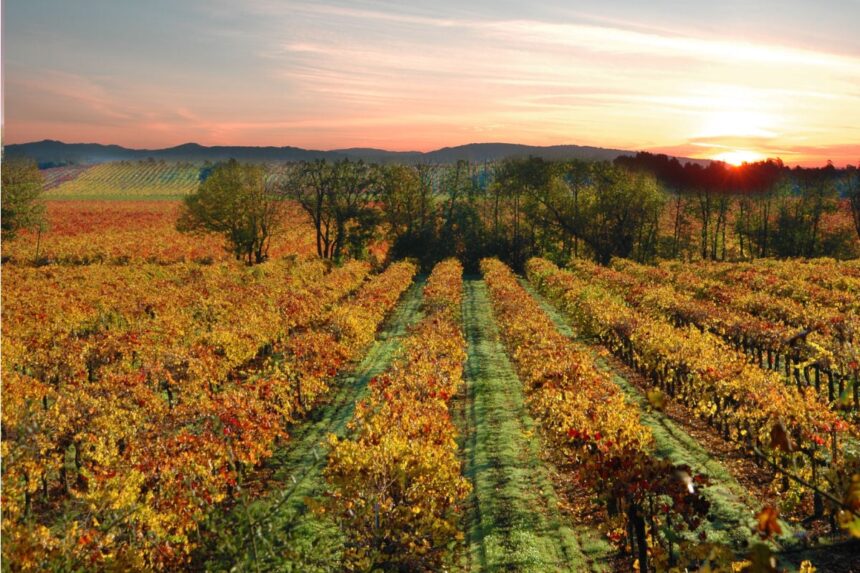 Vineyard in Sonoma, CA in fall