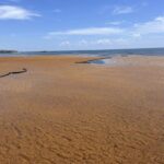 Sargassum Continues Invading Caribbean Beaches - When Does It End