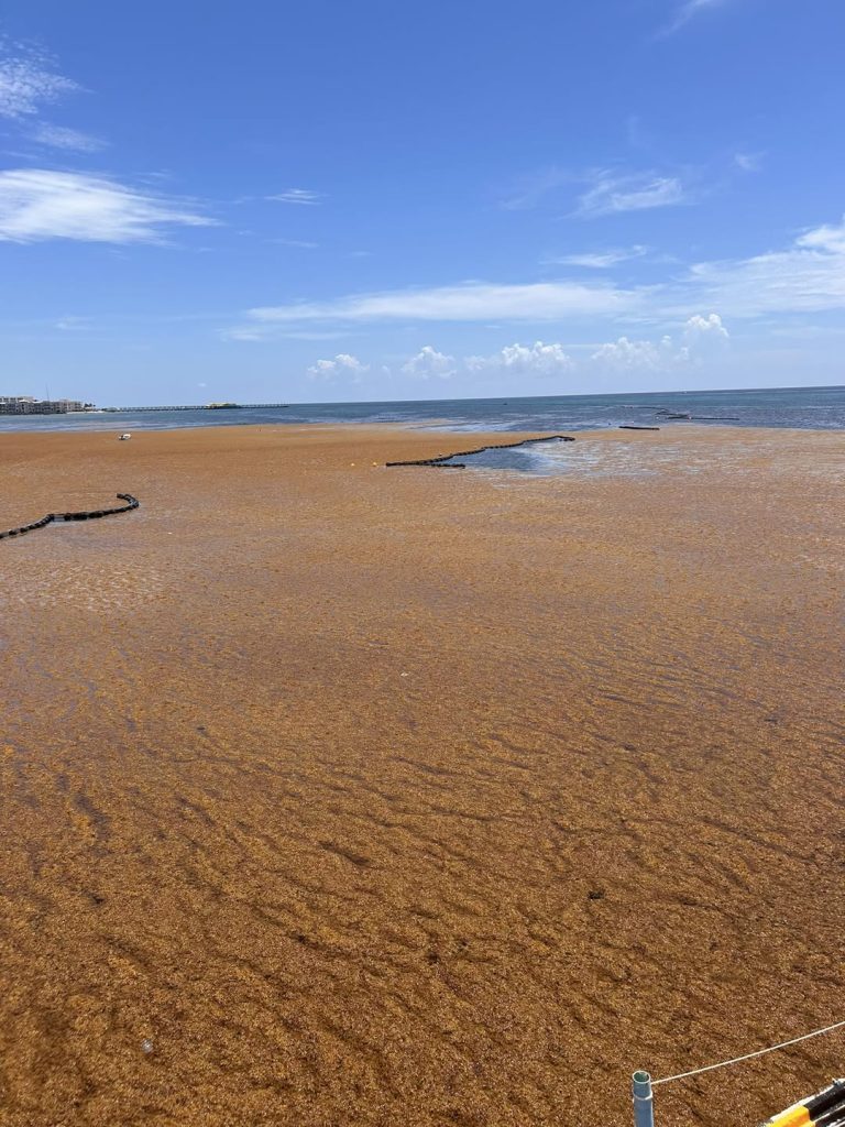 Sargassum Continues Invading Caribbean Beaches - When Does It End
