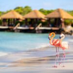 Flamingos On A Beach In Aruba, Dutch Caribbean
