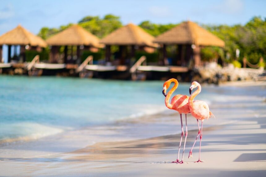 Flamingos On A Beach In Aruba, Dutch Caribbean