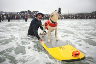 Who's The Top Dog? Wave-Riding Canines Compete In The World Dog Surfing Championships