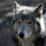 Colorado wolf likely killed by car, authorities announce