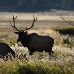 Conejos County crews searching for missing elk hunters