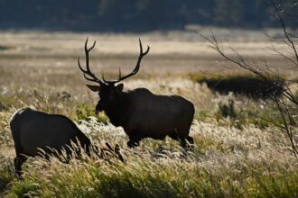 Conejos County crews searching for missing elk hunters