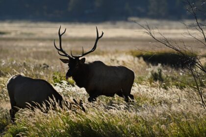 Conejos County crews searching for missing elk hunters