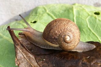 New Zealand Snail's Rare Shell May Have Doomed His Love Life