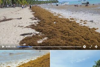 Dominican Republic Continues Seeing High Sargassum Arrivals Through October (VIDEO)