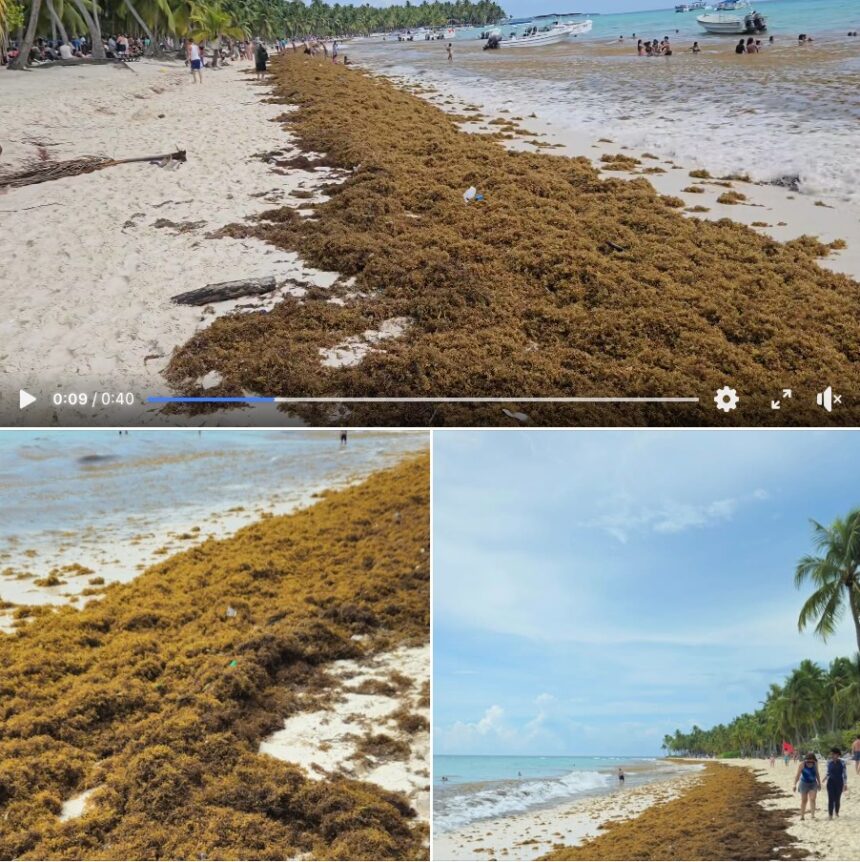 Dominican Republic Continues Seeing High Sargassum Arrivals Through October (VIDEO)