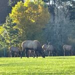 Elk herd grazing in Lakewood's Union Ridge Park moves on