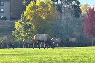 Elk herd grazing in Lakewood's Union Ridge Park moves on