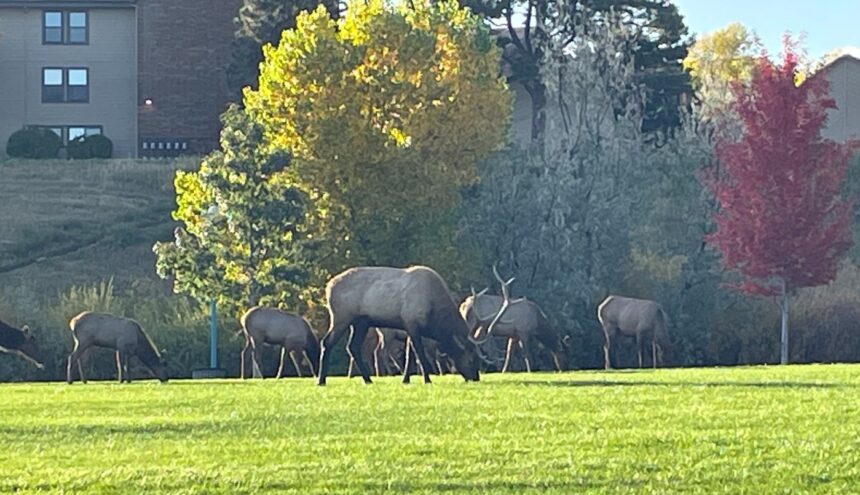 Elk herd grazing in Lakewood's Union Ridge Park moves on