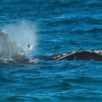 Republicans try to weaken 50-year-old law protecting whales, seals and polar bears