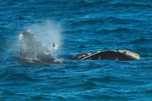 Republicans try to weaken 50-year-old law protecting whales, seals and polar bears