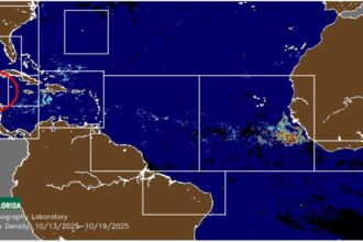 Sargassum Season in Cancun Area Nearing Its End, Says Governor