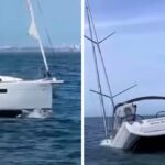 Video Shows Orcas Sinking Boat Off Lisbon Coast