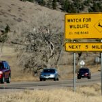 Wildlife-related car crashes spike in Colorado after daylight saving time ends
