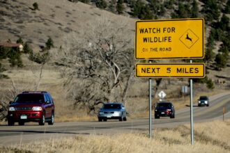 Wildlife-related car crashes spike in Colorado after daylight saving time ends