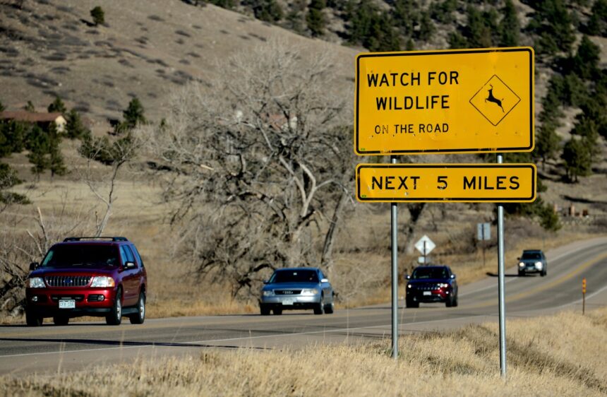 Wildlife-related car crashes spike in Colorado after daylight saving time ends