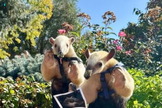 Denver Zoo lesser anteater Winnie is expecting a baby in early 2026