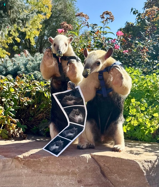 Denver Zoo lesser anteater Winnie is expecting a baby in early 2026