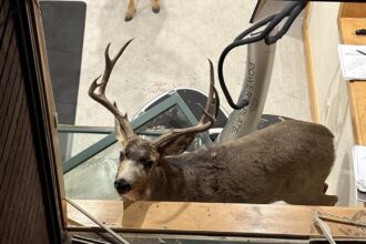 Sparring bucks break into Douglas County home near Roxborough Park