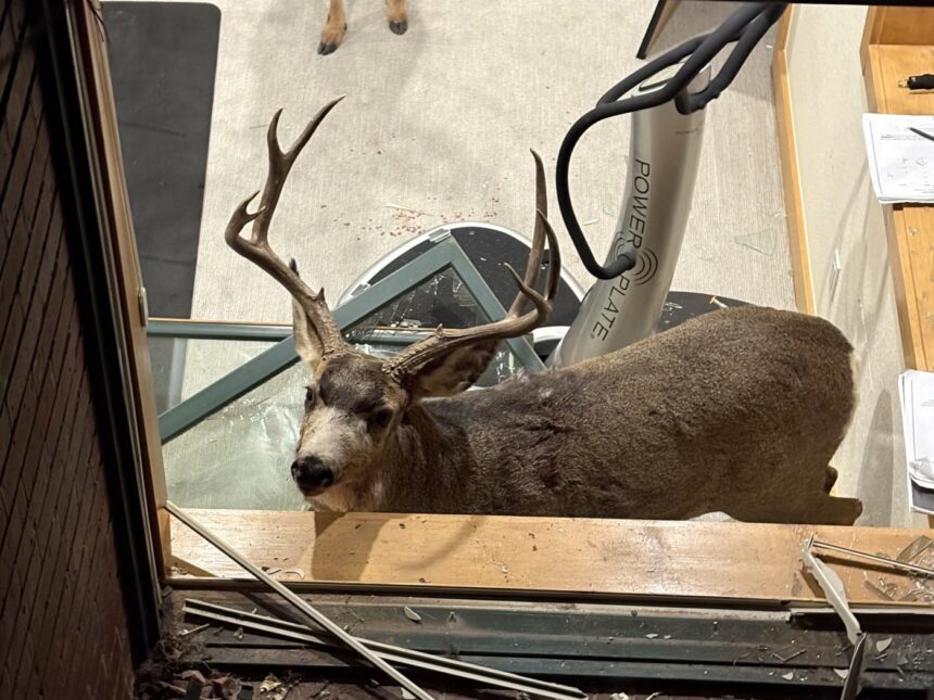 Sparring bucks break into Douglas County home near Roxborough Park