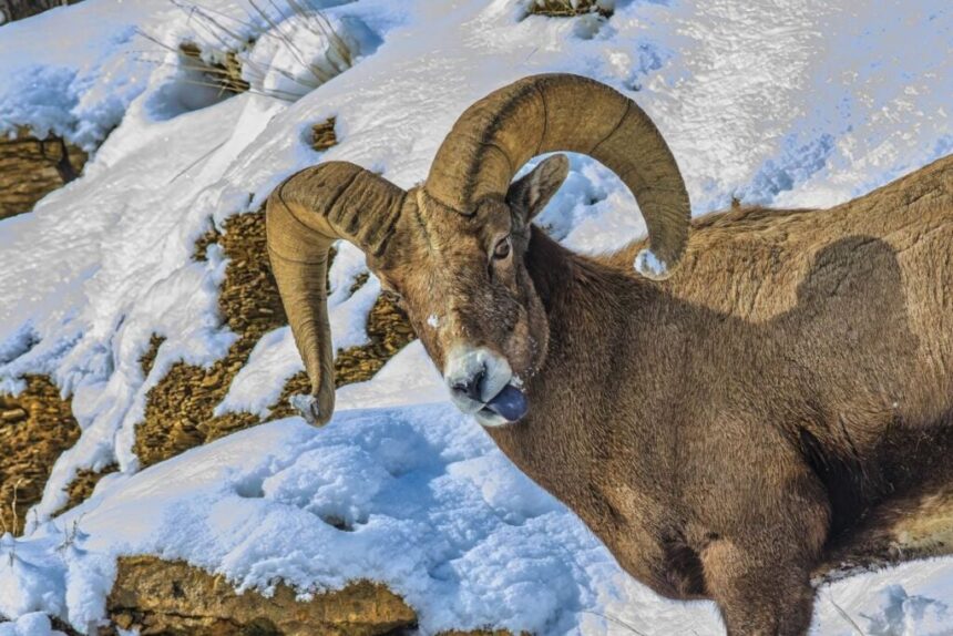 These Are The Top 7 National Parks To Visit For A Winter Wonderland