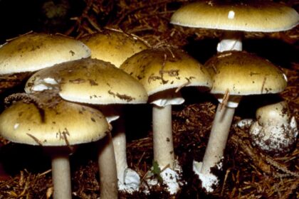California Officials Warn Against Foraging Wild Mushrooms After Deadly Poisoning Outbreak