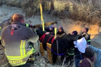 Horse rescued from ditch in northern Weld County