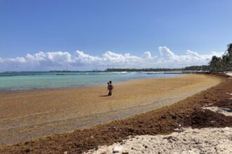 Researchers Warn of Respiratory Risks as Sargassum Study Enters Final Phase