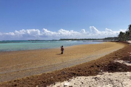 Researchers Warn of Respiratory Risks as Sargassum Study Enters Final Phase
