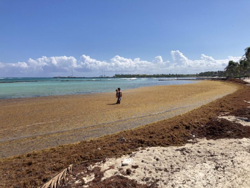 Researchers Warn of Respiratory Risks as Sargassum Study Enters Final Phase