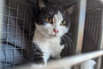 Socks, the beloved 'Coors Field Cat,' is missing