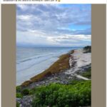 7 Million Tons of Sargassum Moving Towards Mexico and the Caribbean