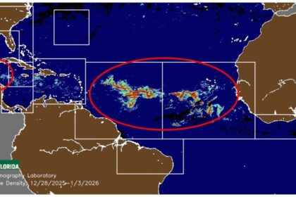 Cancun Area Sargassum Seaweed Updates 2024