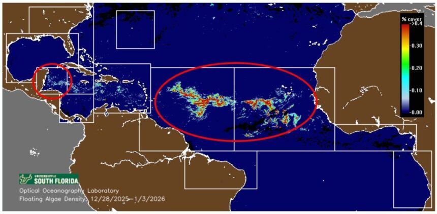 Cancun Area Sargassum Seaweed Updates 2024