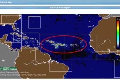 2026 Sargassum Forecast: Caribbean Hotspots Already Seeing First Arrivals