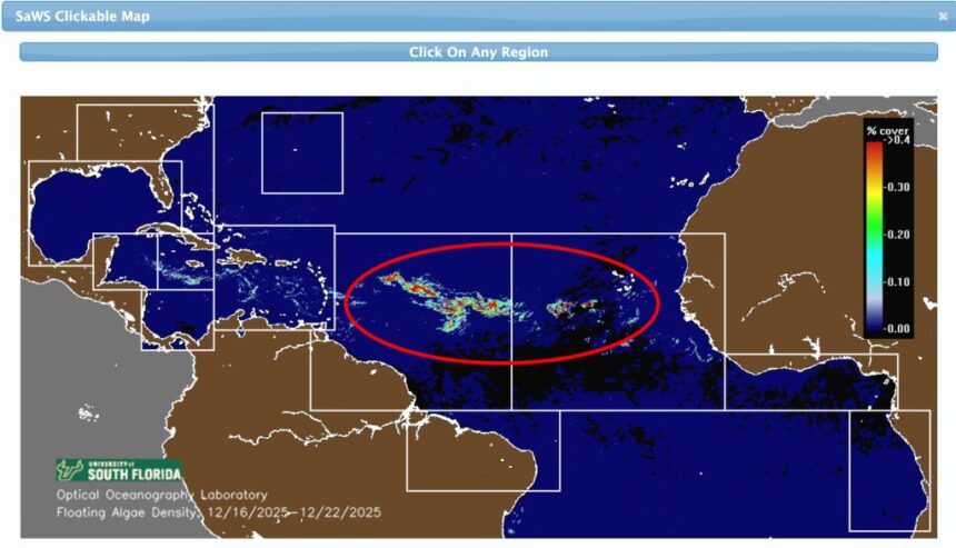 2026 Sargassum Forecast: Caribbean Hotspots Already Seeing First Arrivals