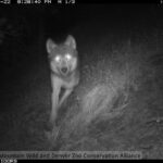 Colorado will not release more wolves this winter, CPW confirms