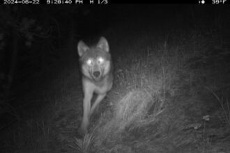 Colorado will not release more wolves this winter, CPW confirms