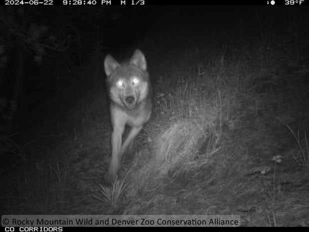 Colorado will not release more wolves this winter, CPW confirms